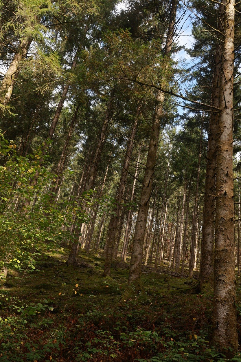 Zonlicht tussen hoge bomen op het wandelpad